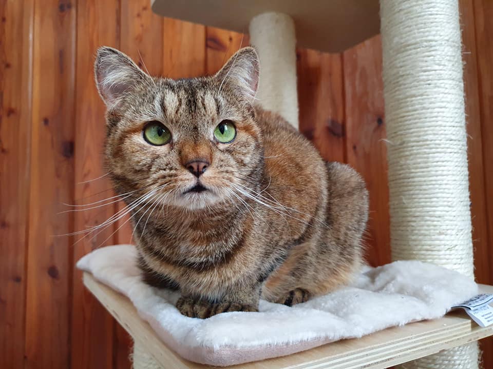 merle